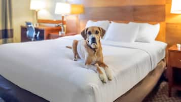Un perro descansando sobre una cama en una habitación de hotel con cabecera de madera y dos lámparas de noche.
