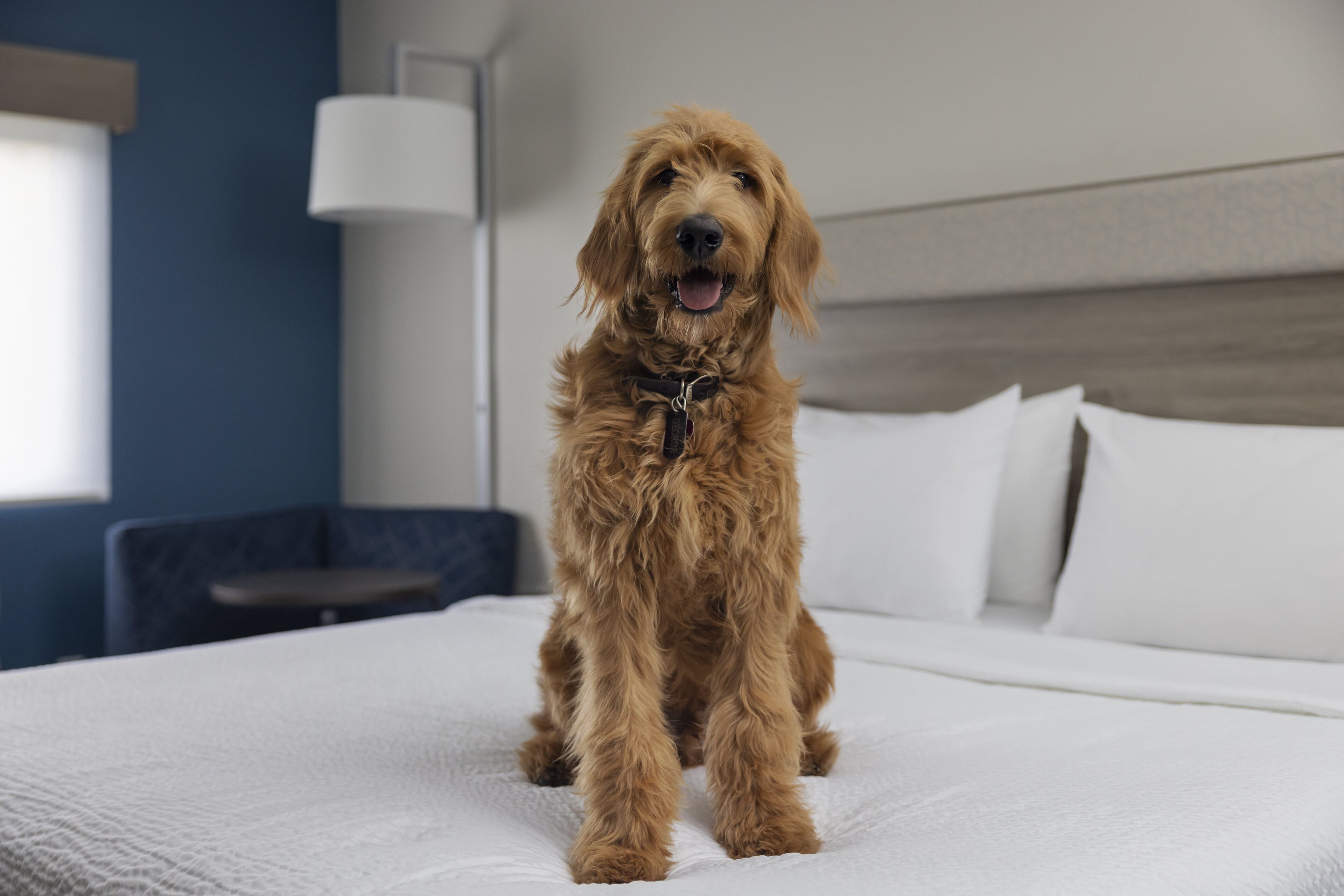 A dog sitting on a bed in a hotel room.