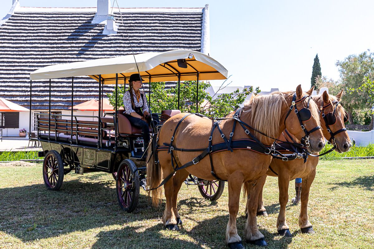 Passeios a cavalo