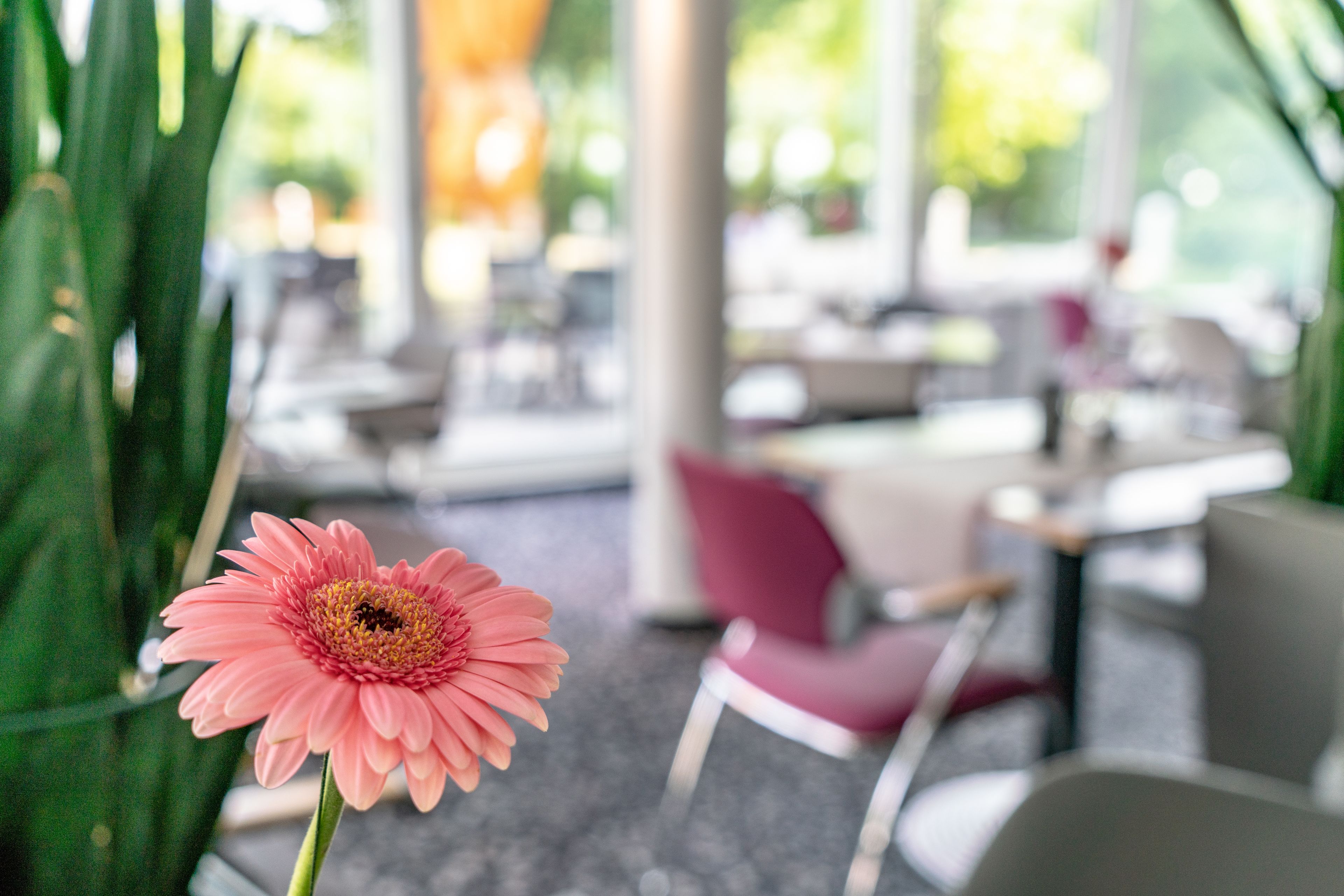 A pink flower in a vase, a red chair, and a blurred indoor setting with tables and chairs.