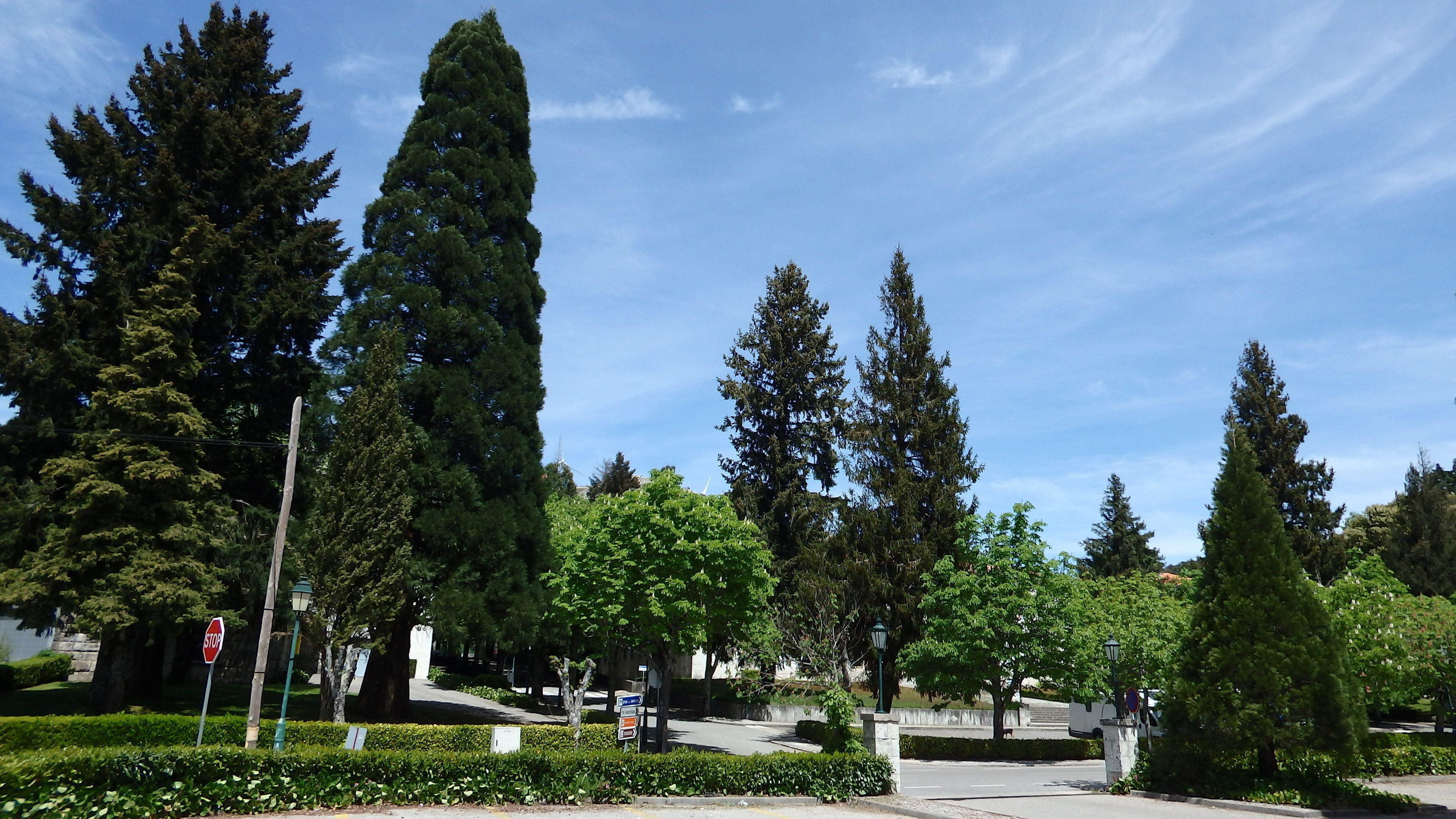 Un parque urbano bien cuidado con árboles maduros, cielo despejado y una señal de stop.