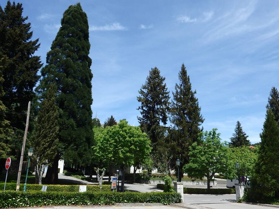 Un parque urbano bien cuidado con árboles maduros, cielo despejado y una señal de stop.