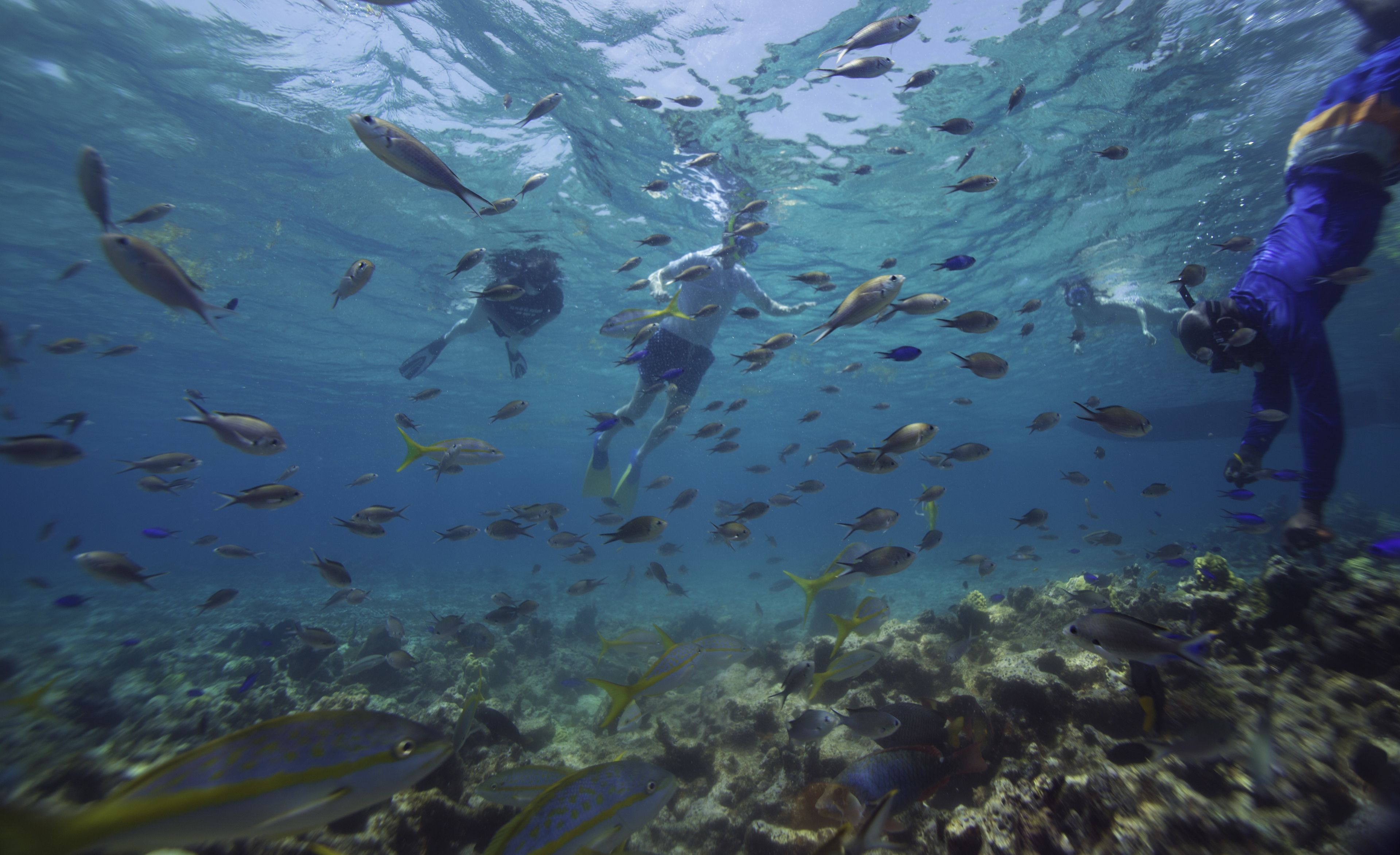 Foto - Curtain Bluff - All Inclusive