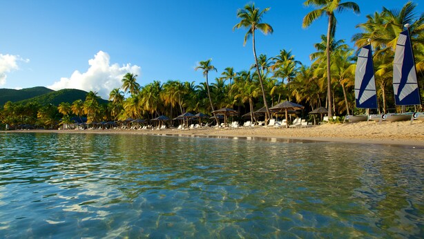 Une plage avec une eau cristalline, des palmiers et des chaises longues.