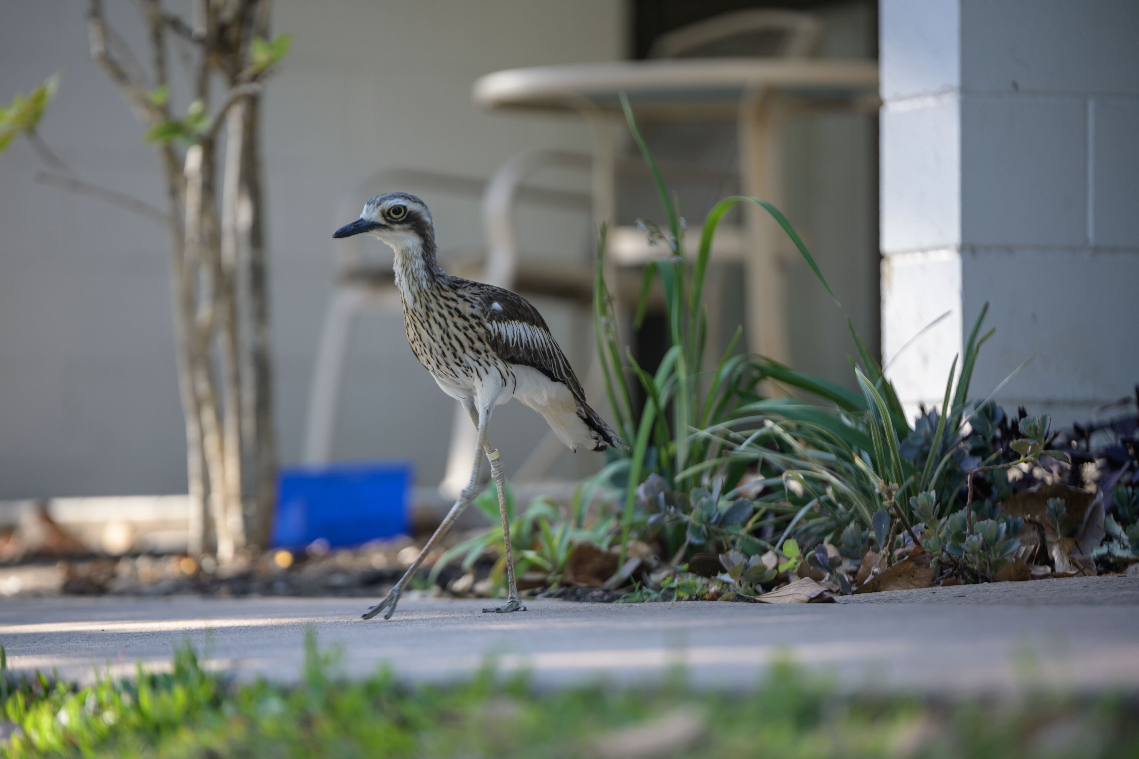 A bird walking on a concrete surface near a building with a white exterior and a blue container in the background.