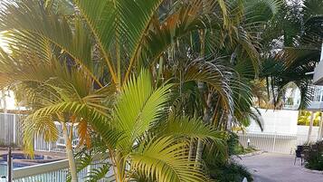Tuin