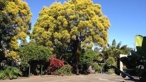 Una calle con un árbol grande y diversas plantas.