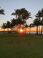 Vista al atardecer con palmeras y una zona verde.