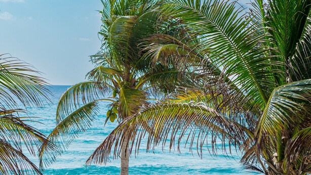 Una playa con sillas de playa blancas, una sombrilla de paja y palmeras.