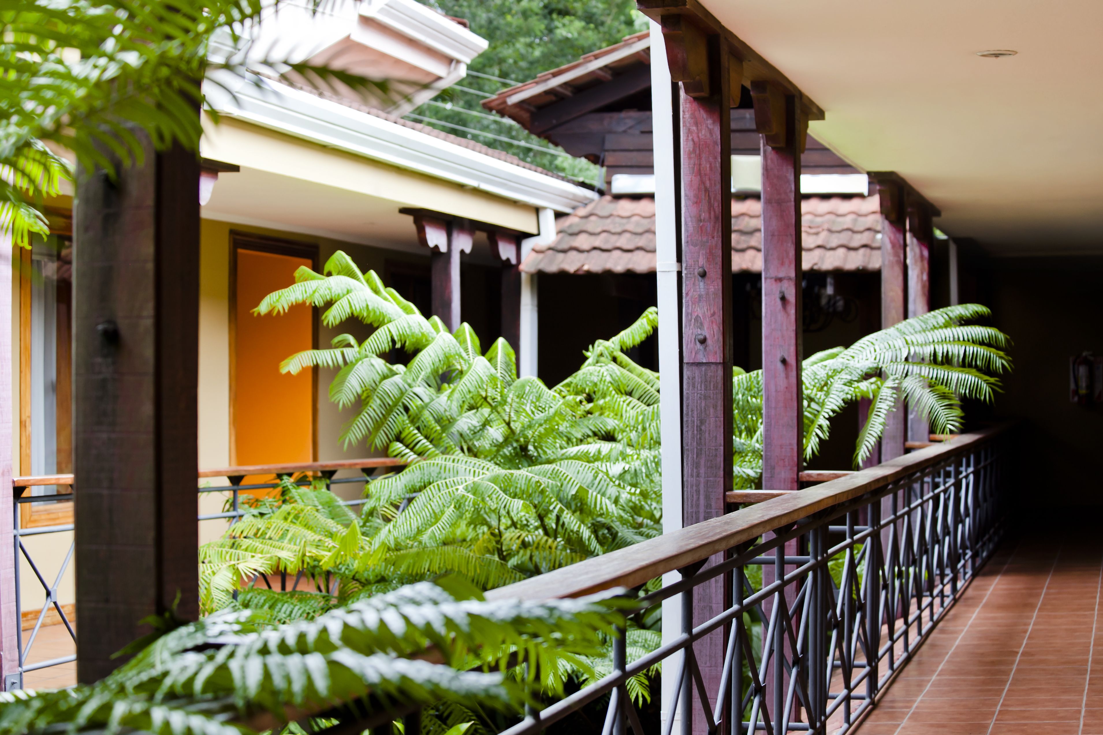 A covered outdoor area with a wooden railing, large green ferns, and a building with a tiled roof.