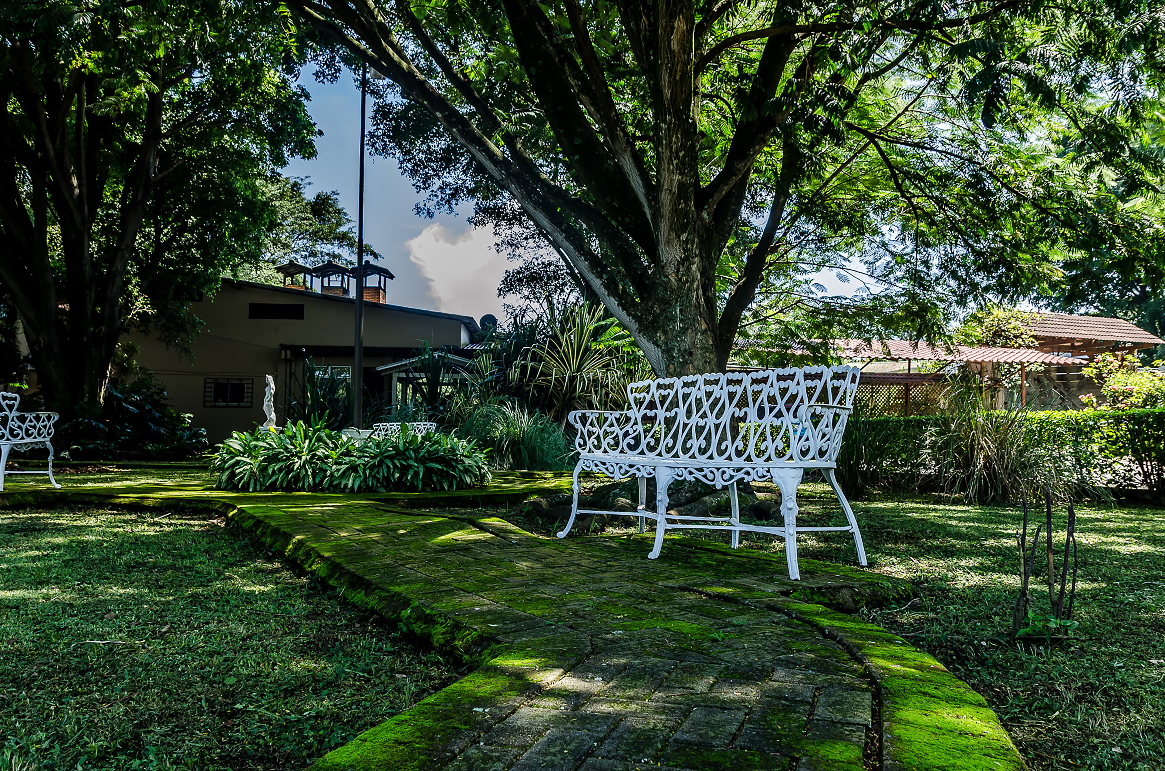 A garden with a white metal bench, a paved pathway, and a building in the background.