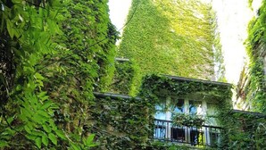 Un bâtiment partiellement recouvert de lierre, avec un balcon et des fenêtres bien visibles.