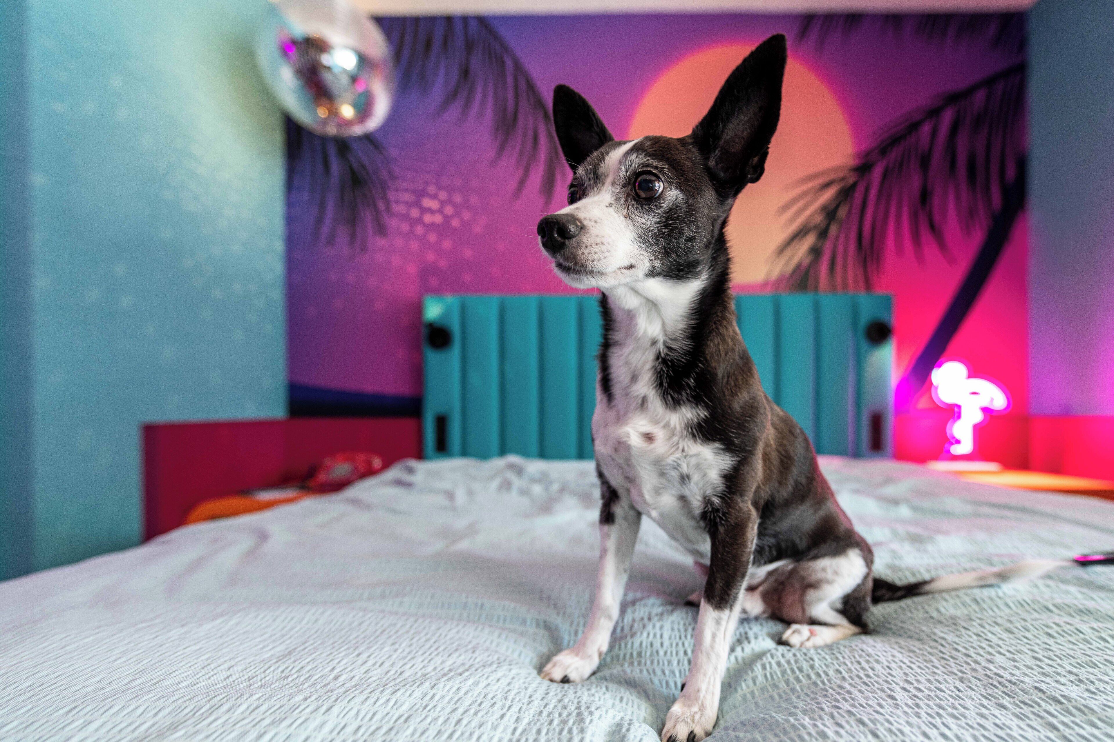 Un cane seduto su un letto in una stanza con una parete blu e un neon.