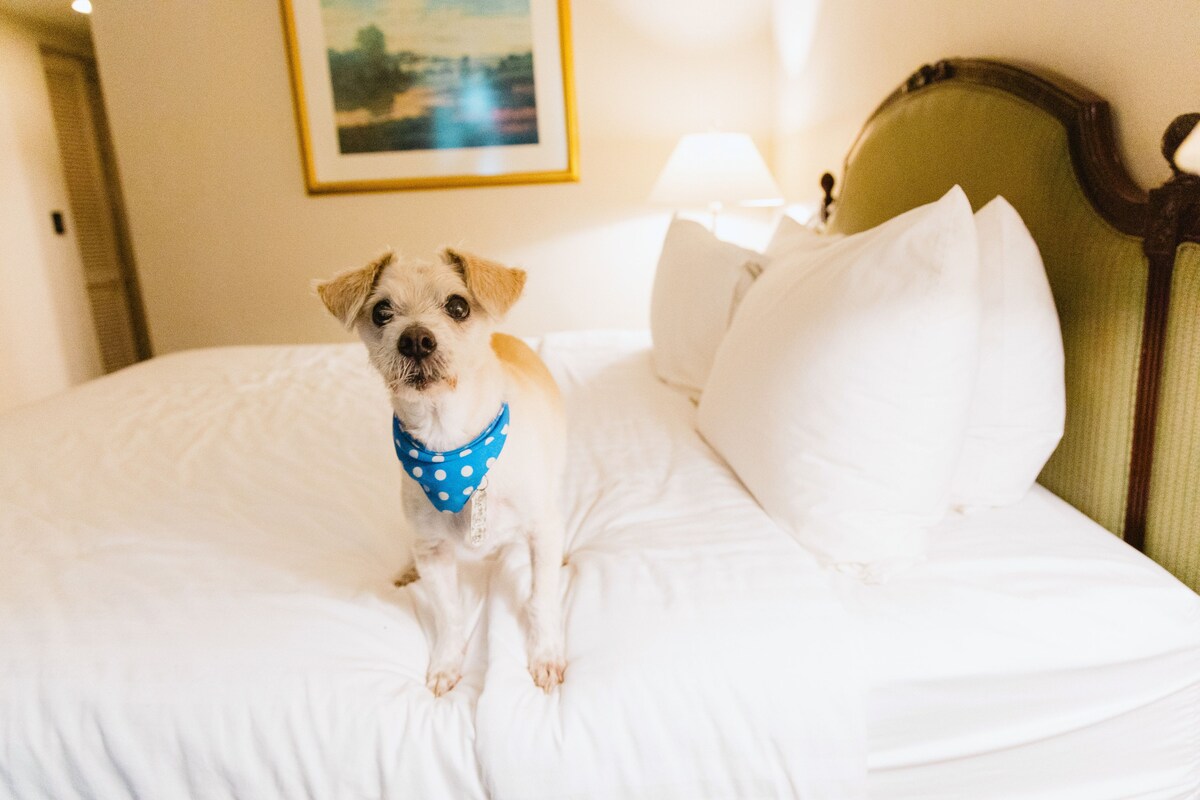 Standard Room, 2 Queen Beds, Non Smoking (Pet-friendly) | Premium bedding, pillowtop beds, in-room safe, desk