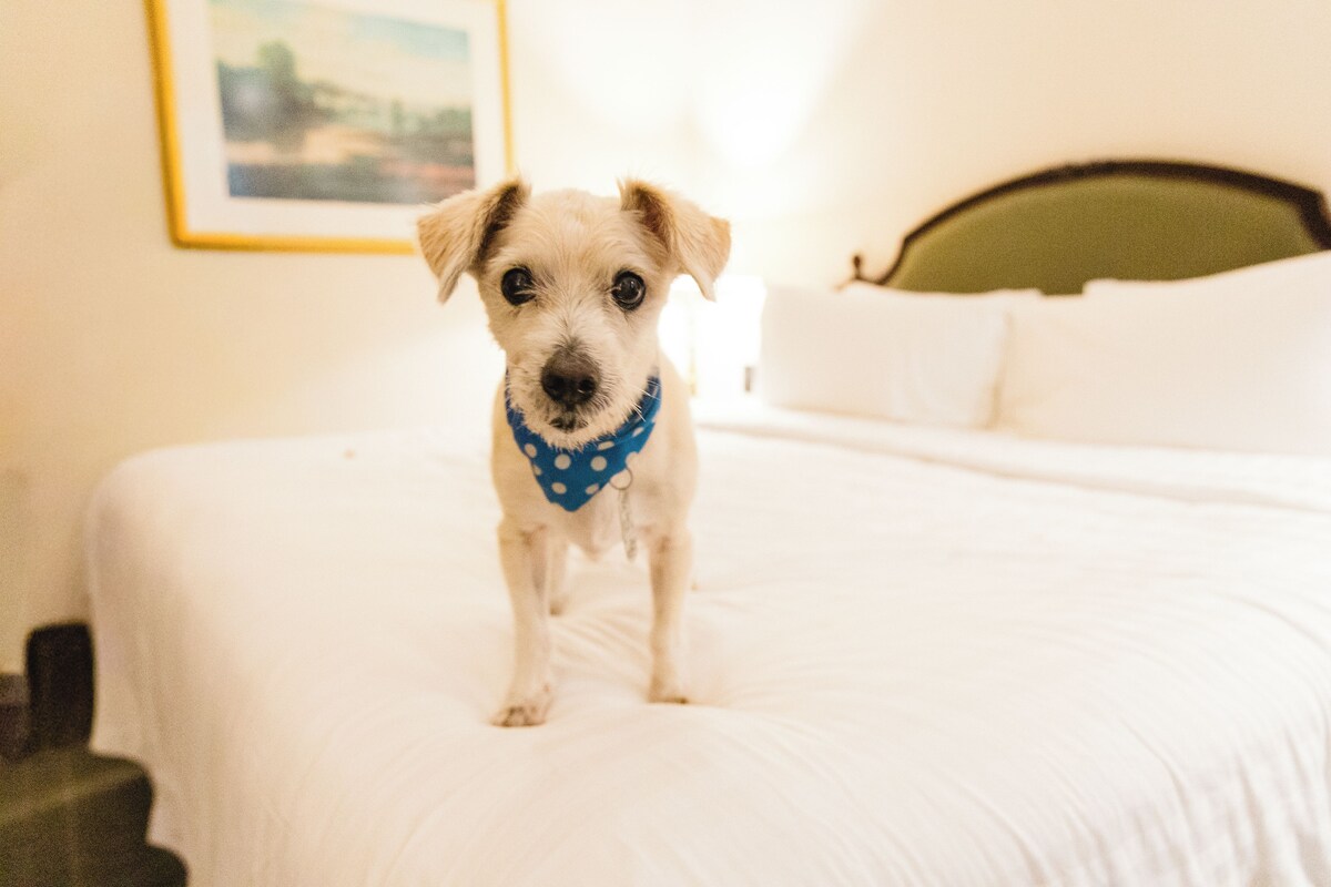 Standard Room, 1 King Bed, Non Smoking (Pet-friendly) | Premium bedding, pillowtop beds, in-room safe, desk