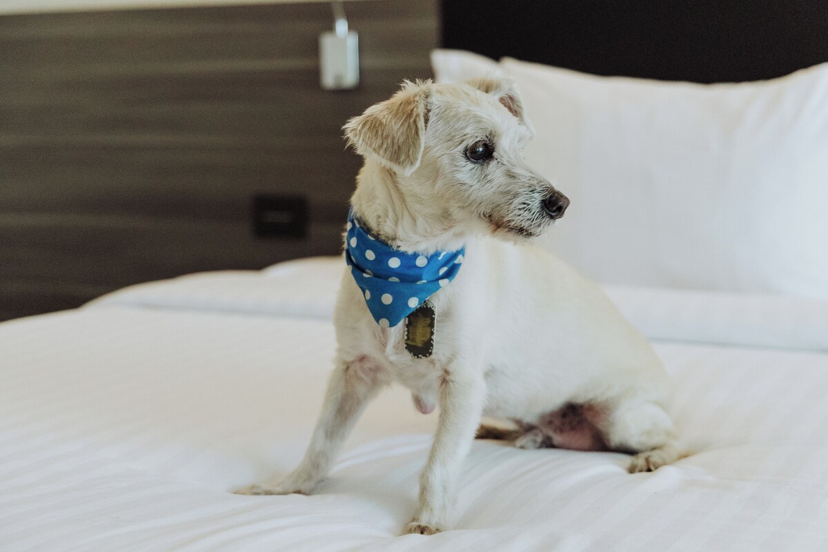 Deluxe Room, 1 King Bed, Non Smoking (Pet-friendly) | Premium bedding, pillowtop beds, in-room safe, desk