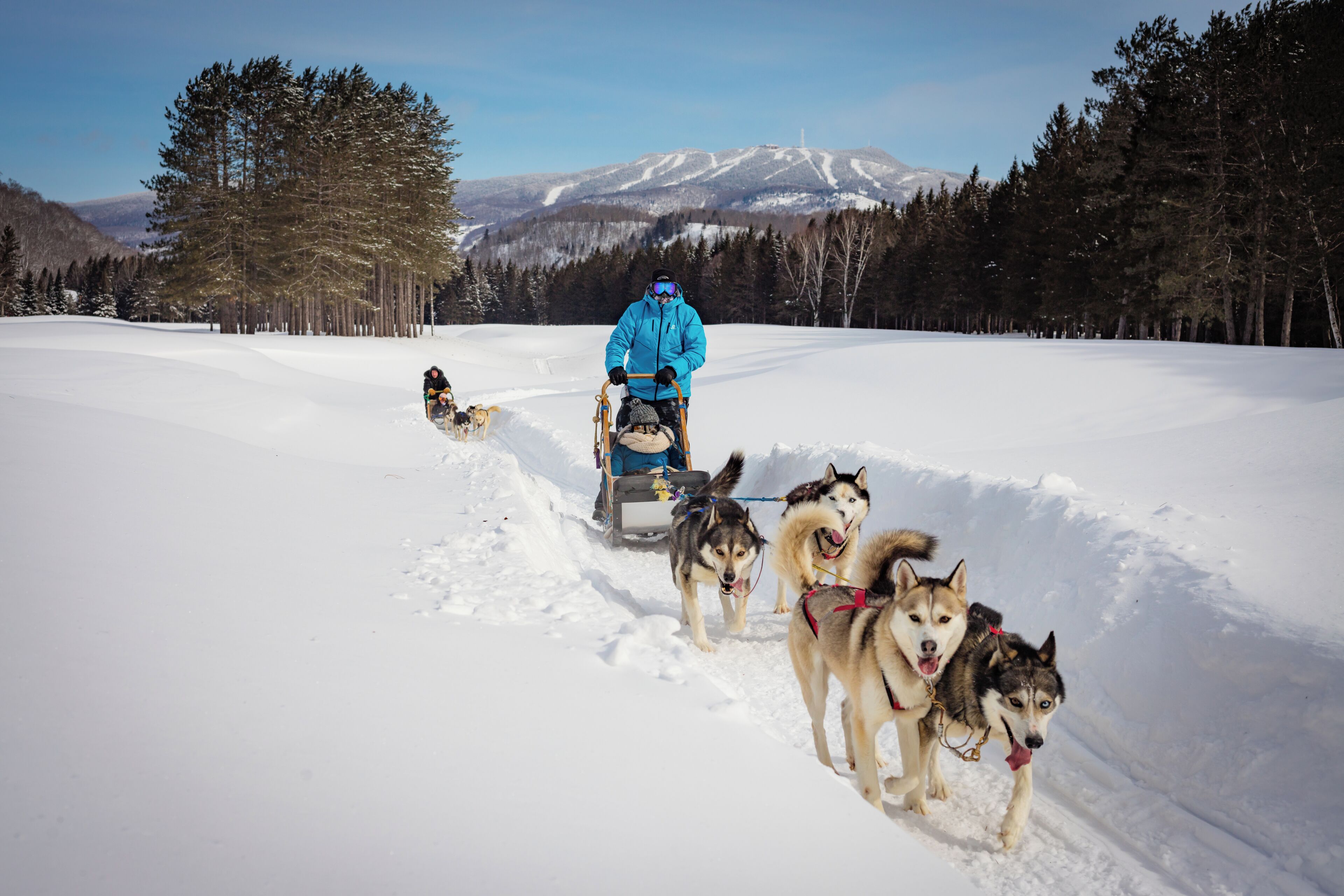 Una persona con chaqueta azul tira un trineo con perros husky en un paisaje nevado, con árboles y una montaña al fondo.