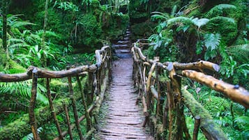 A narrow, wooden bridge surrounded by lush green ferns and moss-covered trees.