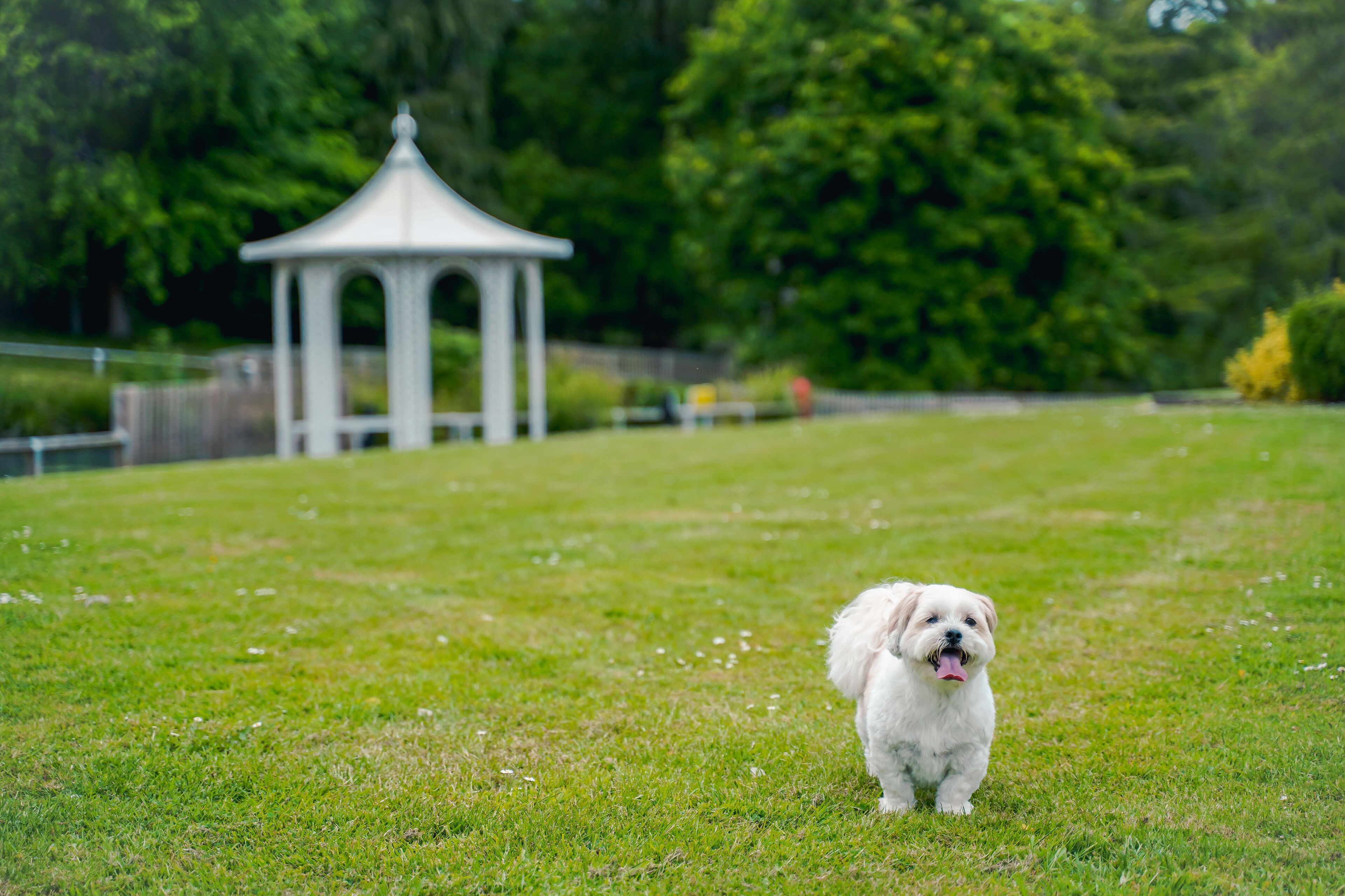A small white dog standing on a grassy field with a gazebo in the background.