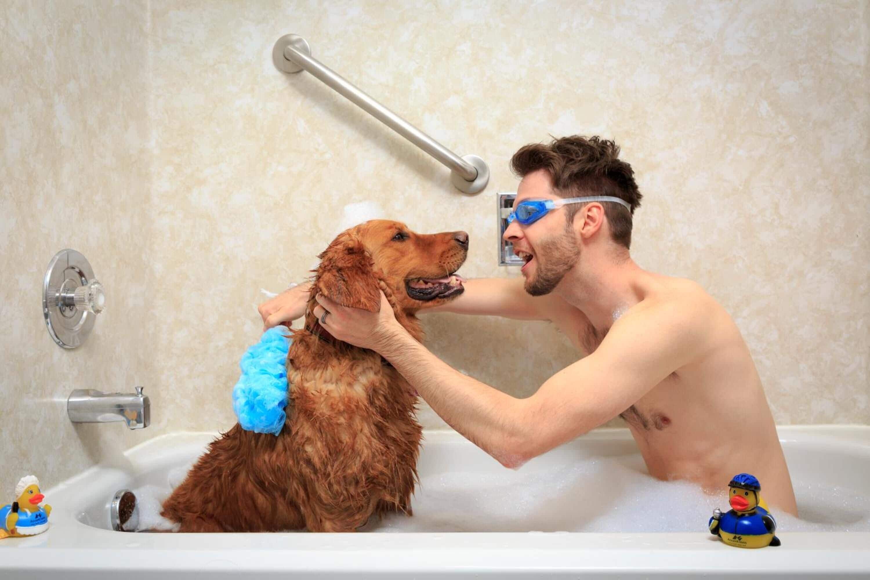 Une personne qui donne un bain à un chien dans une baignoire à l’aide d’une éponge bleue.