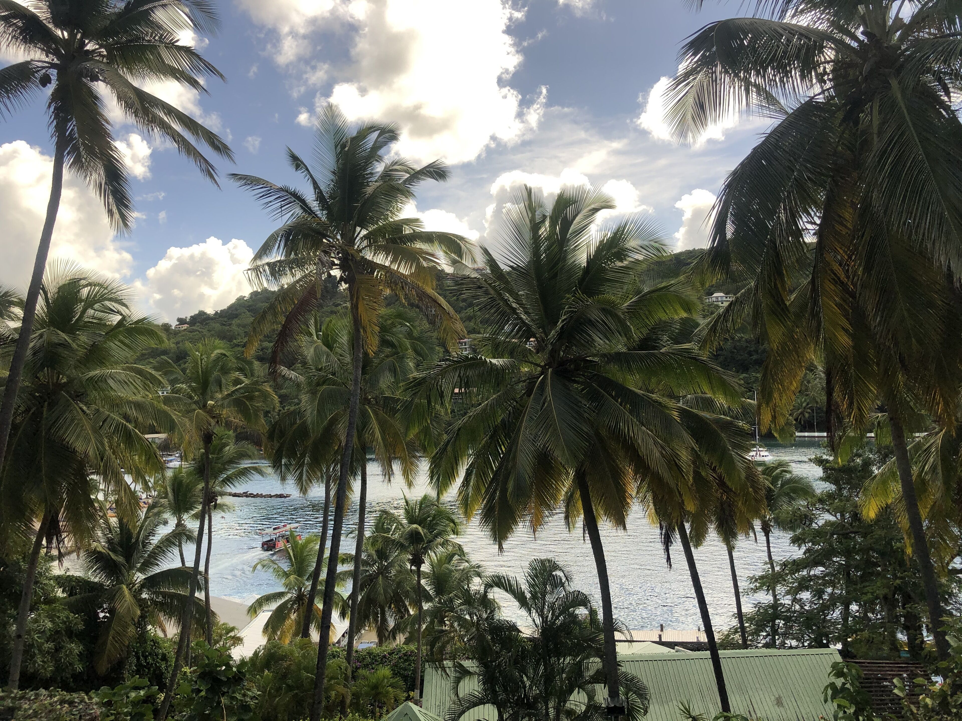 A beach with palm trees and a view of the sea.