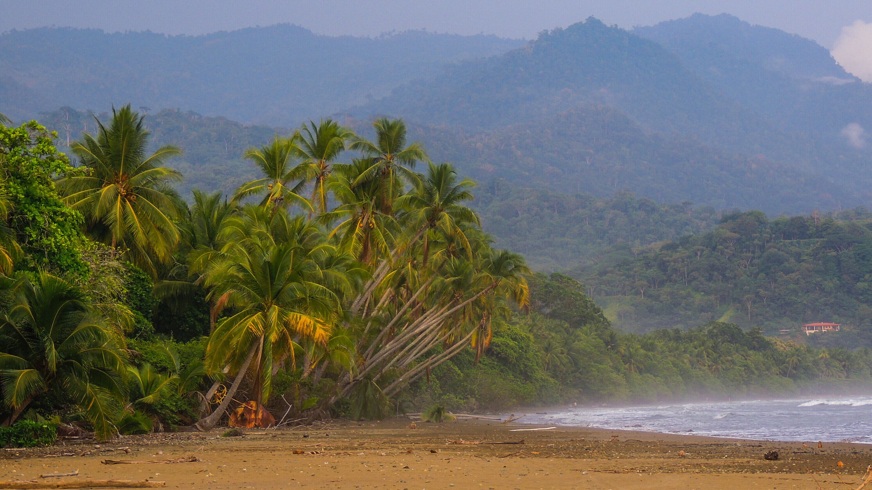 Ein Strand mit Palmen und einer Bergblick in der Ferne.