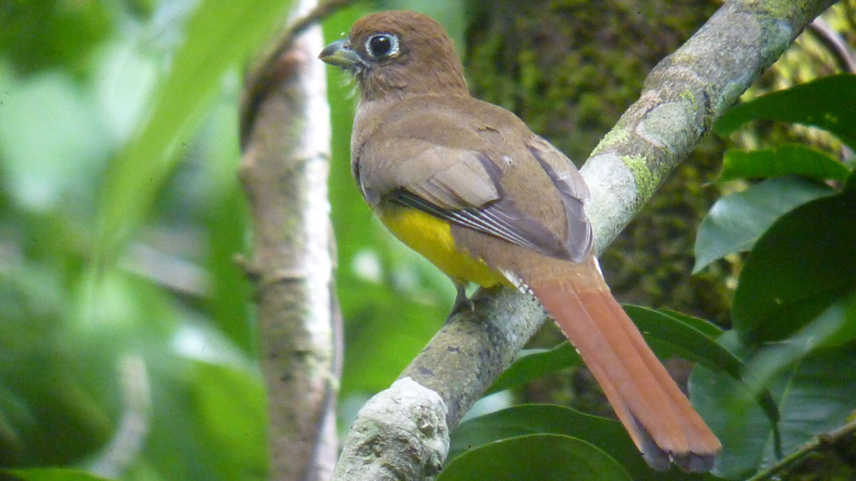 A bird perched on a tree branch.