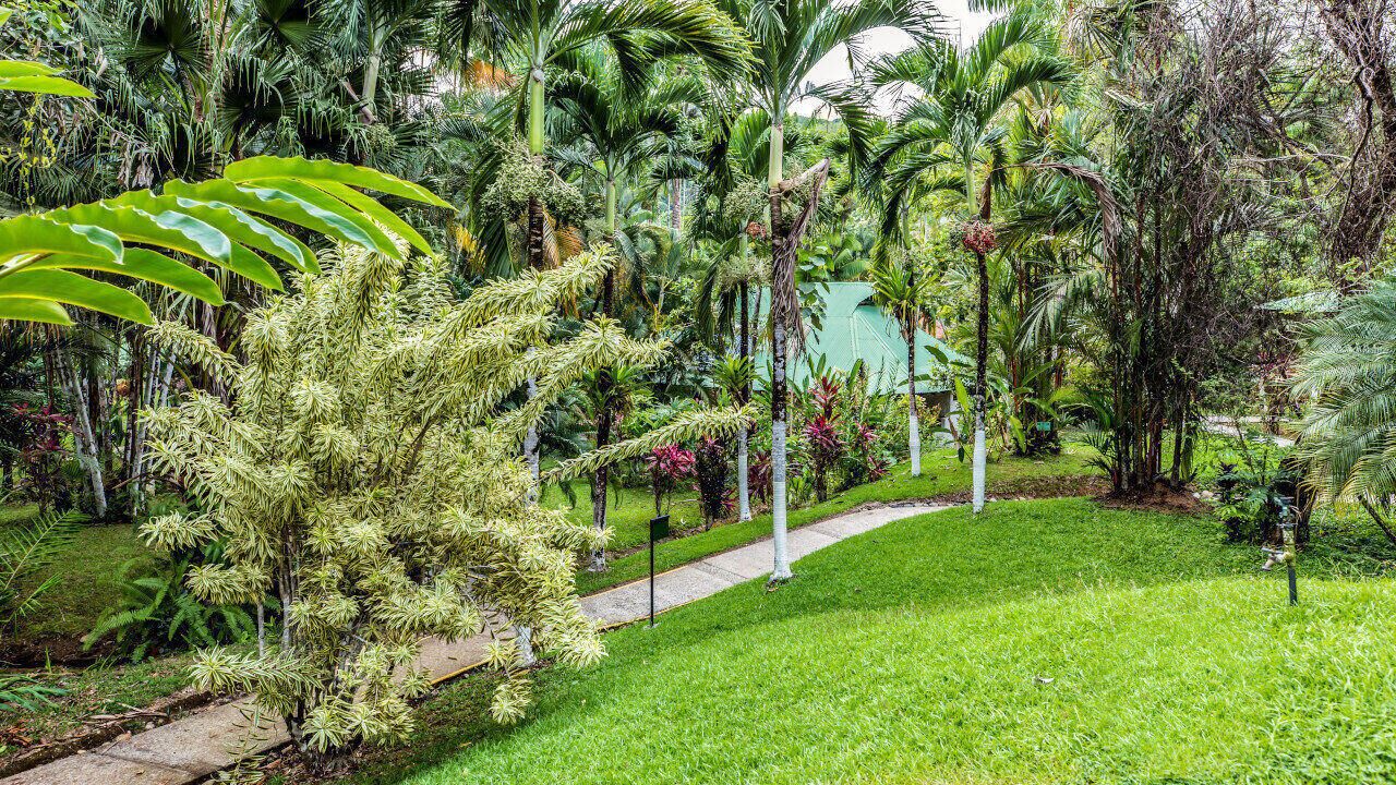 A lush garden with a variety of tropical plants and a paved walkway.