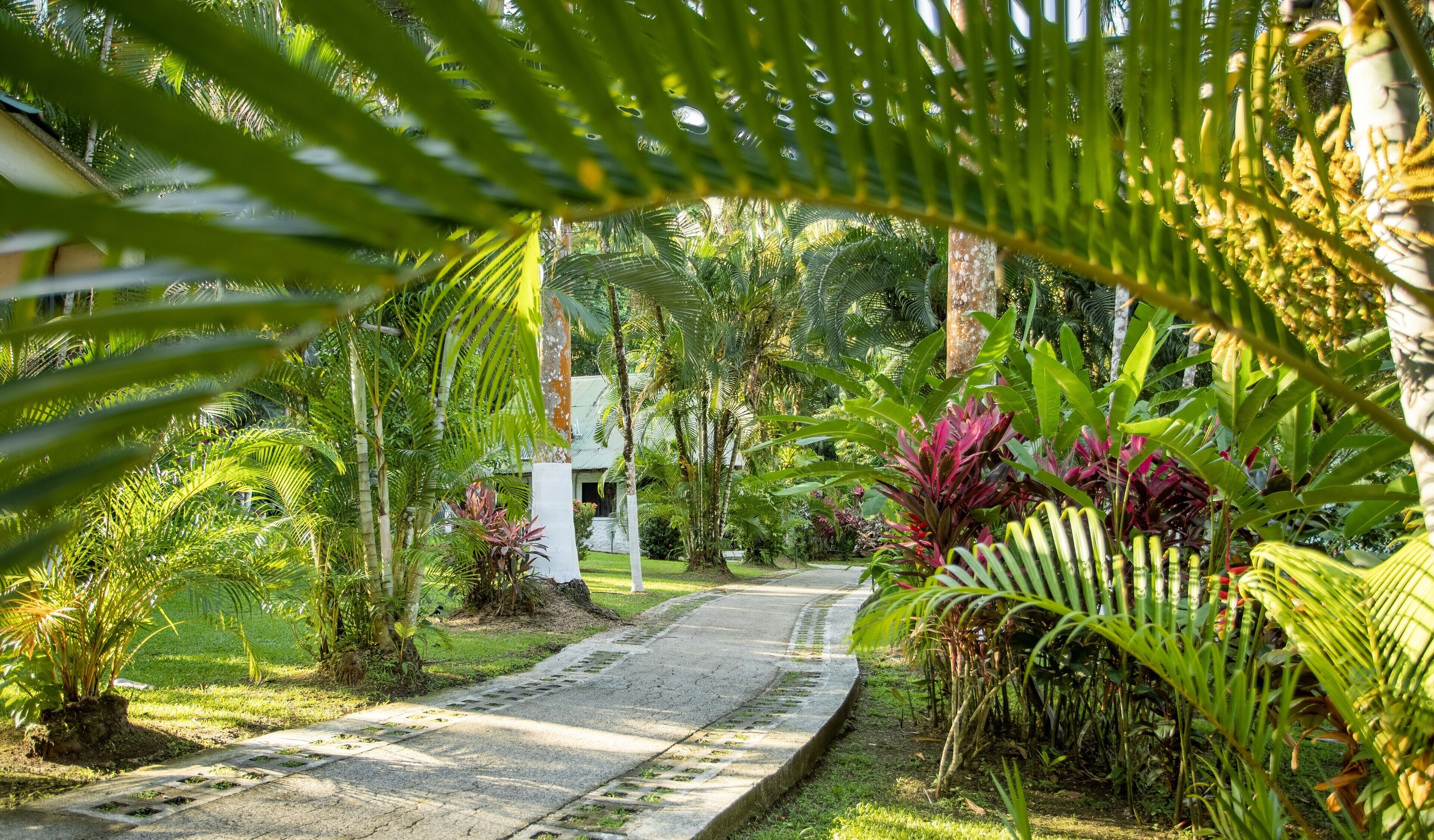 A pathway leading through a lush garden with various tropical plants and a small white building in the distance.