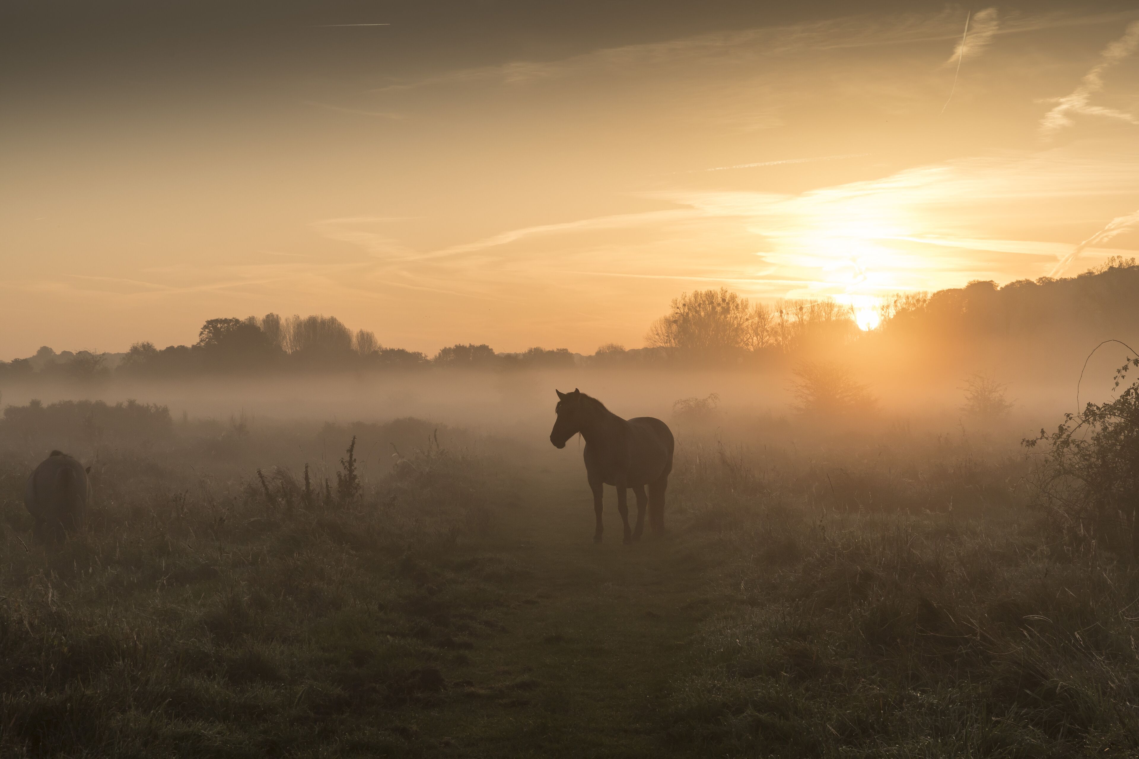 A horse in a misty field with a sunrise in the background.
