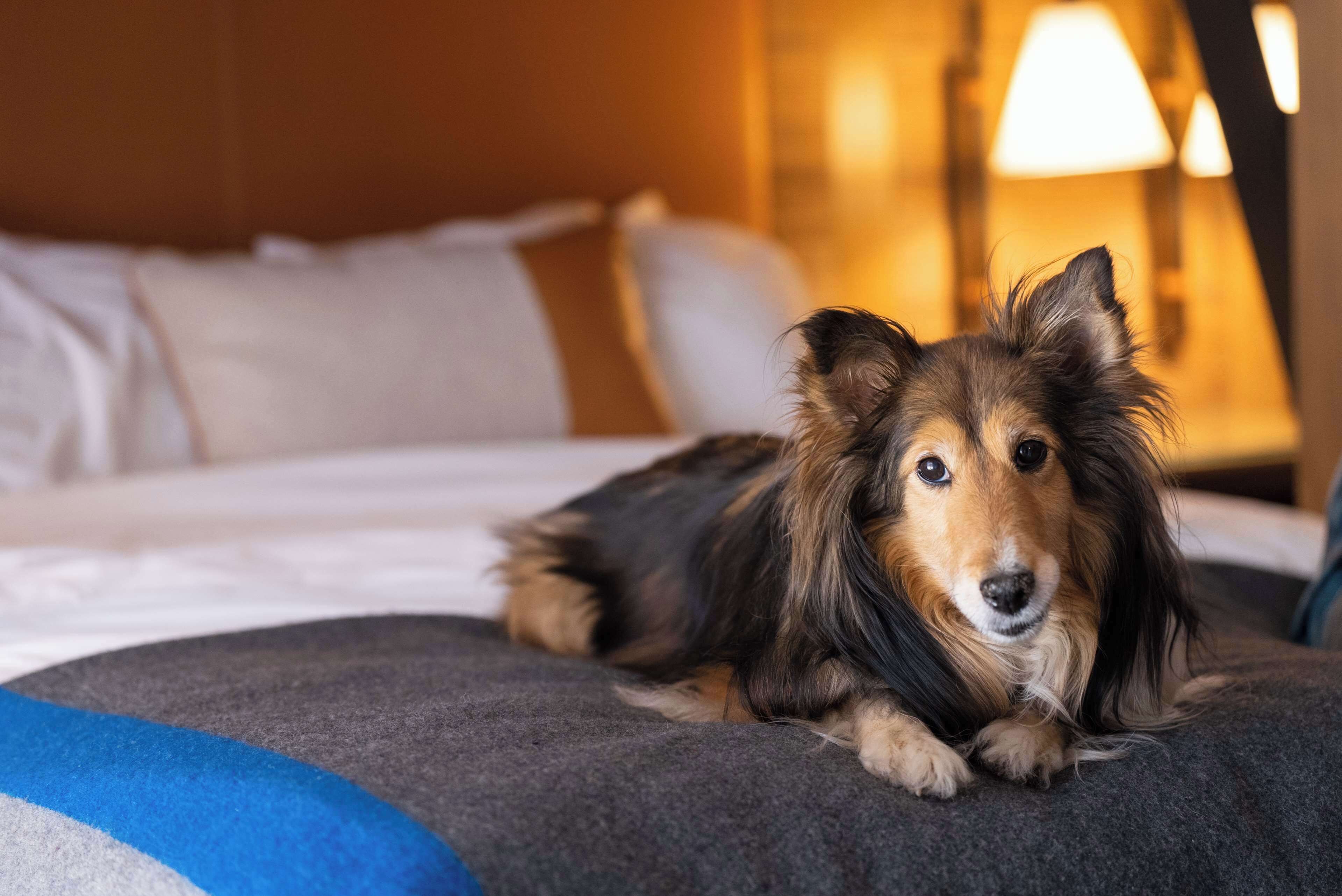 Ein Hund liegt auf einem Bett mit Decke, Kissen und einer Lampe im Hintergrund.