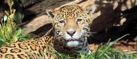 A leopard lying in grass with a log in the background.