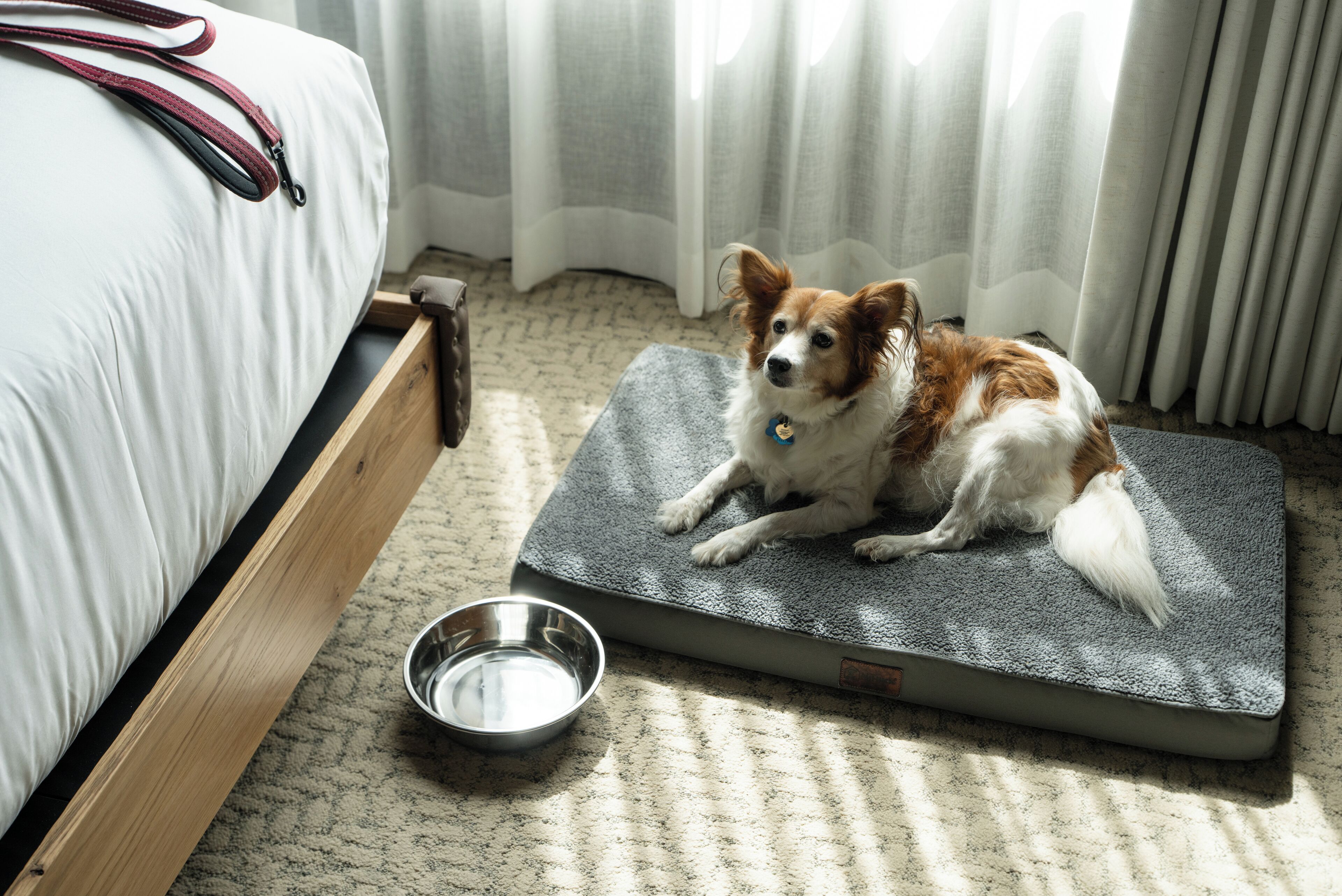 A dog lying on a pet bed in a room with a bed and a metal water bowl.