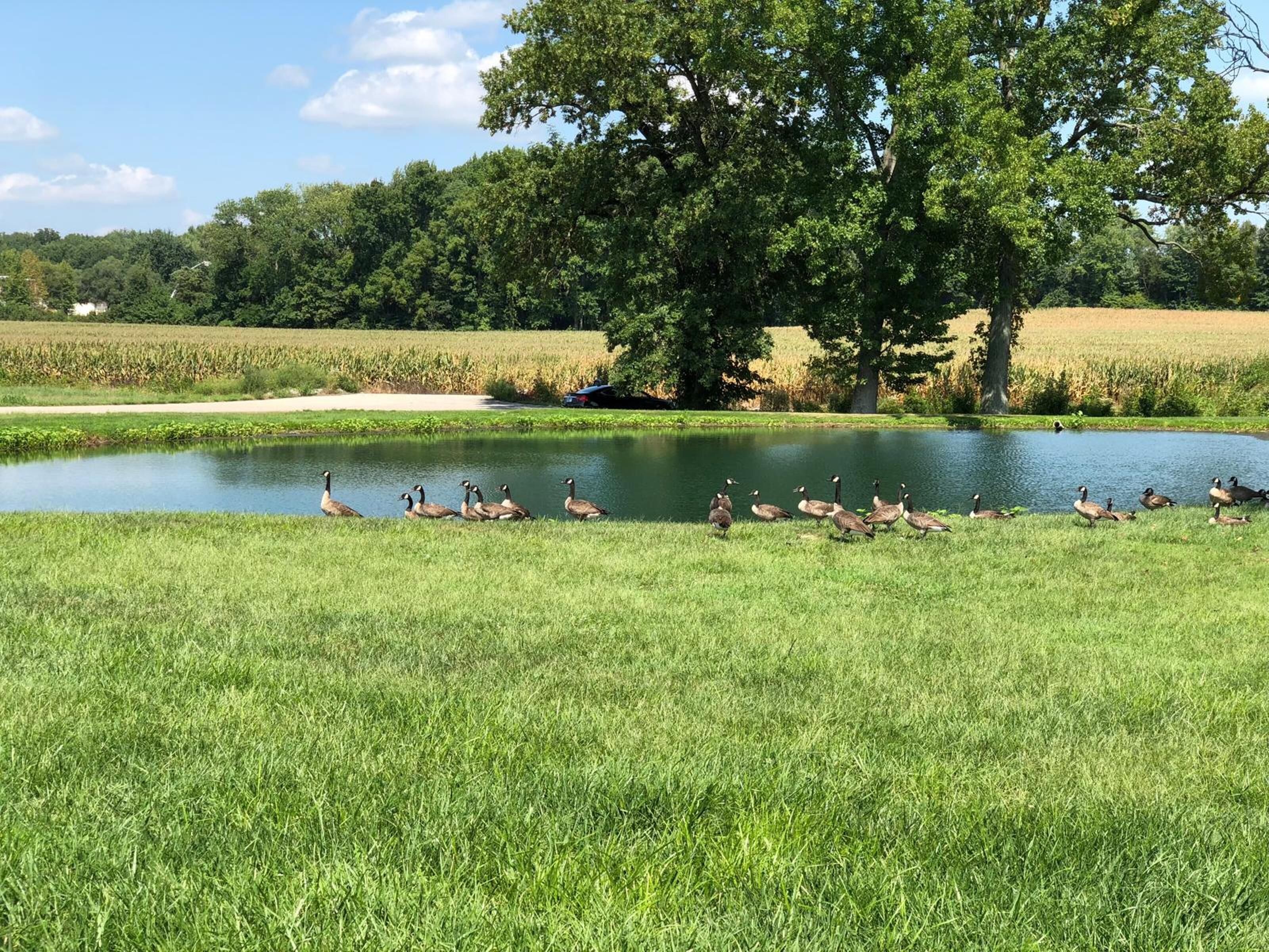 A grassy area with a pond and ducks.