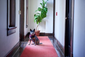 Pet-friendly