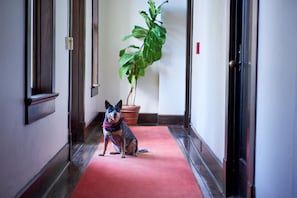 Pet-friendly