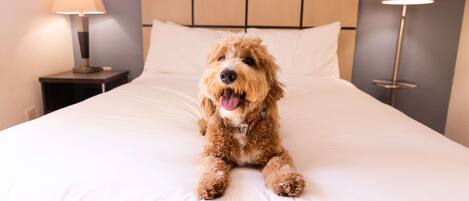 Um cão sentado em uma cama num quarto de hotel, com cabeceira, duas luminárias de cabeceira e uma mesa de apoio.
