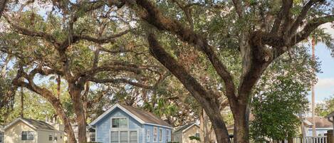 A row of single-story houses with large trees in front.