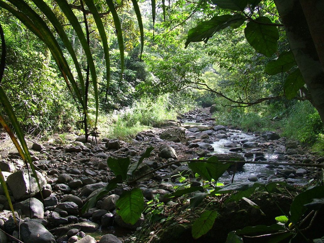 A natural outdoor setting with a rocky stream, surrounded by dense greenery and trees.