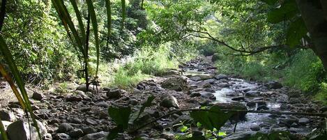A natural outdoor setting with a rocky stream, surrounded by dense greenery and trees.