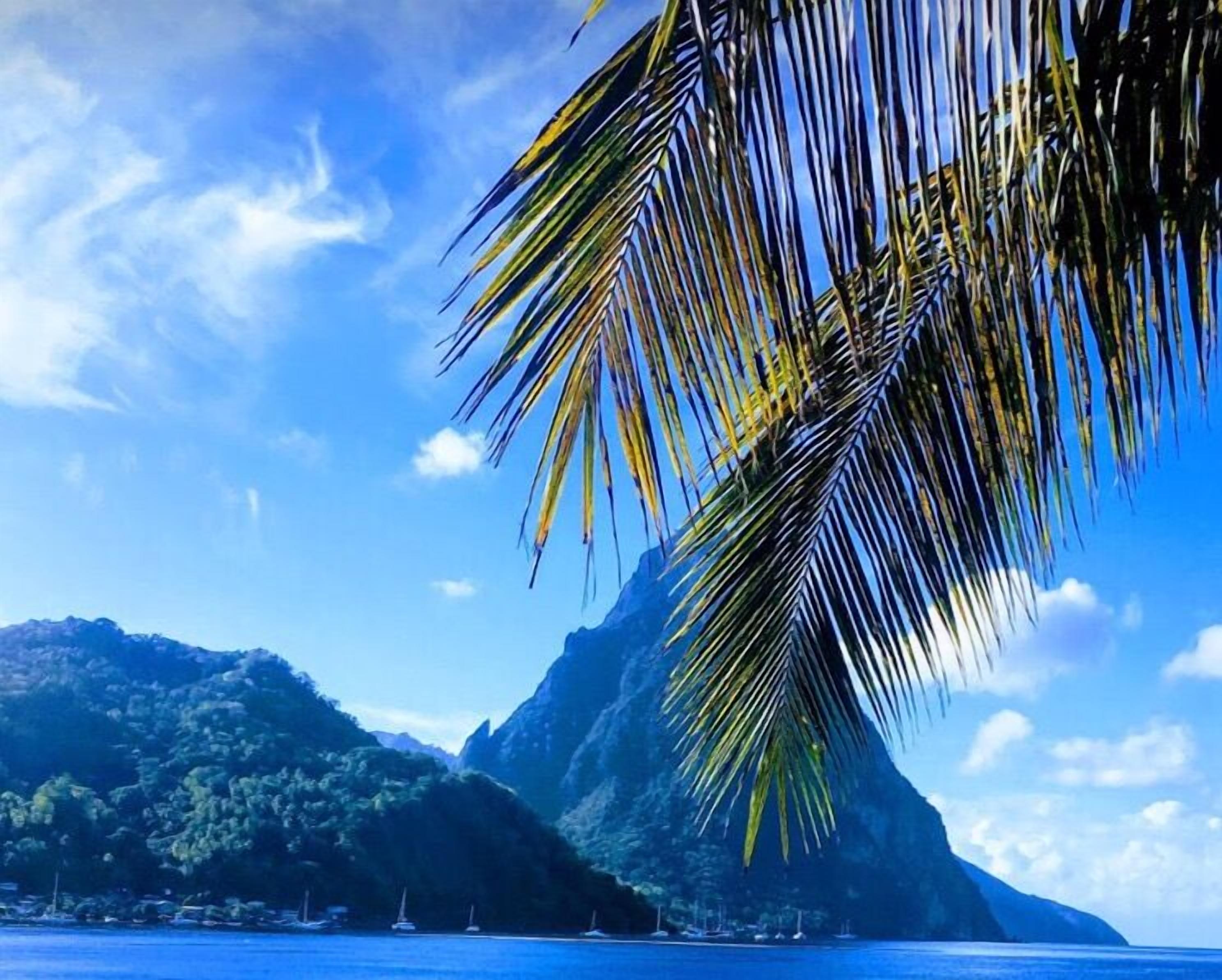 A coastal landscape with a mountain, clear sky, and a palm tree.
