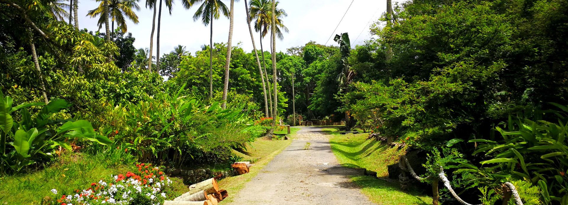 A pathway through a lush garden with various plants and trees.
