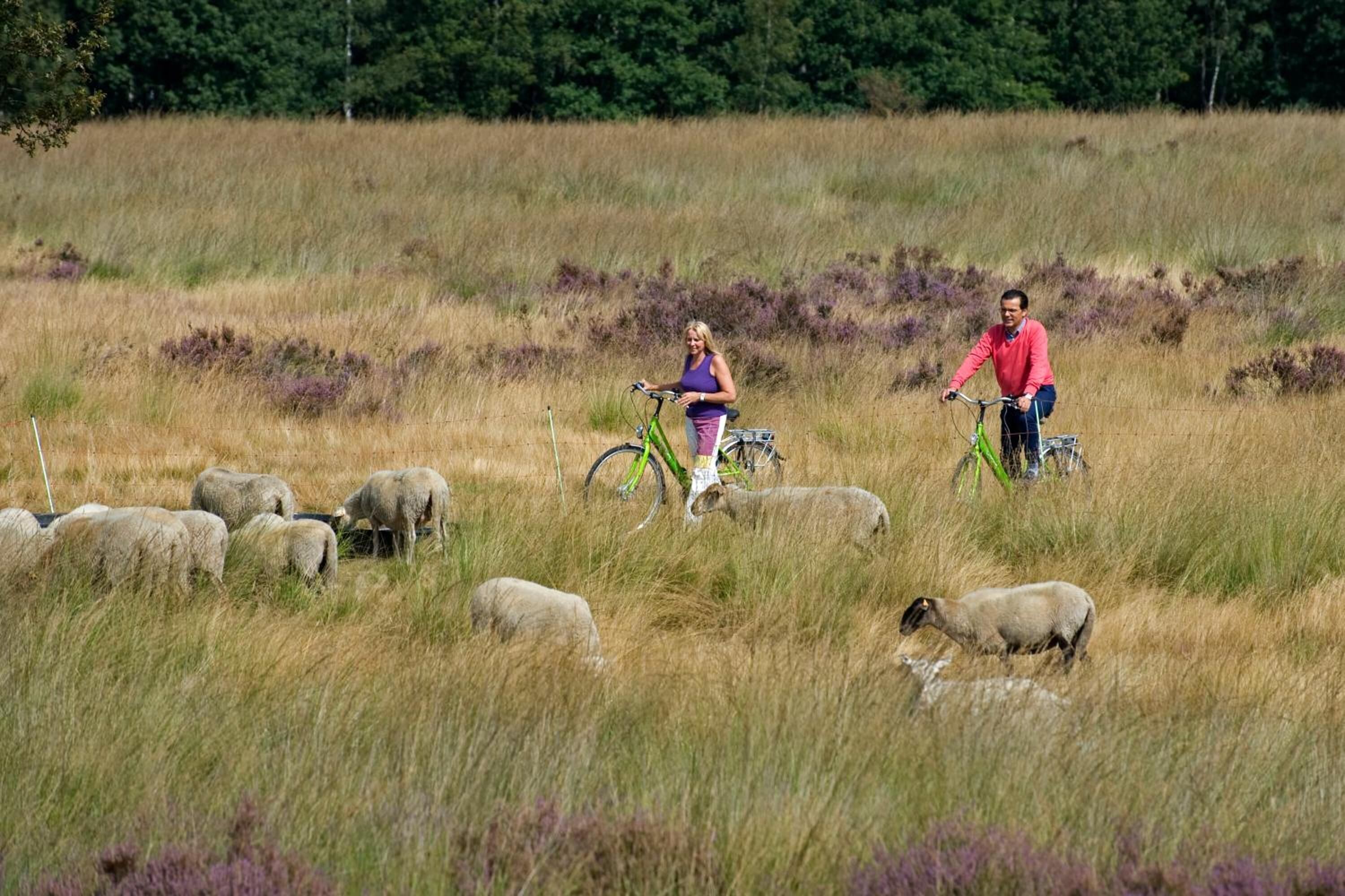 Een veld met schapen en twee mensen op fietsen.