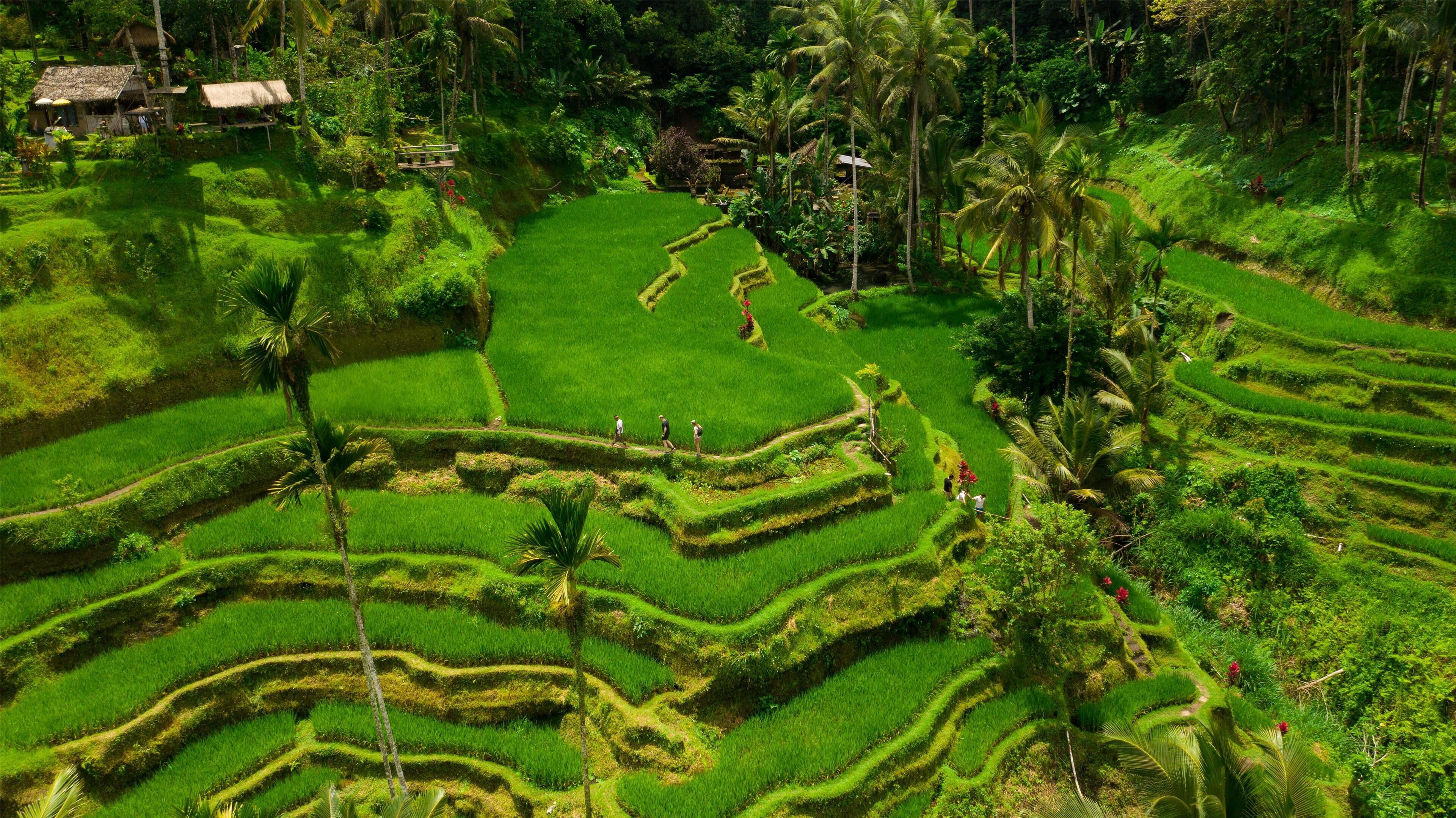Campos de arroz en terrazas con algunas personas caminando.
