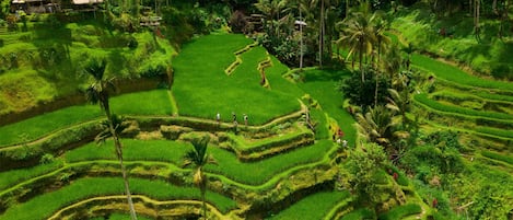 Terraced rice fields with a few people walking.