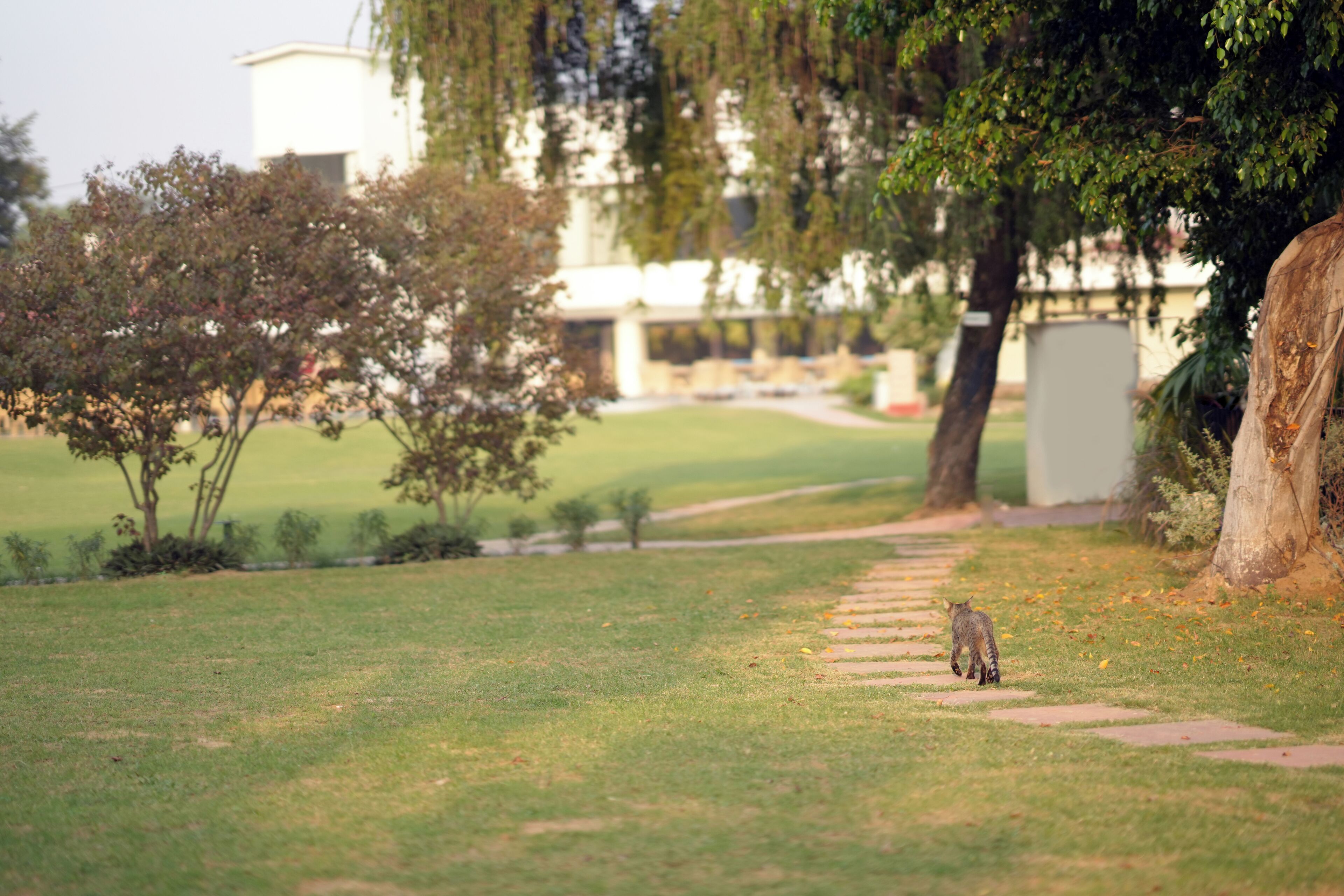 Un sendero en un parque con un gato caminando.
