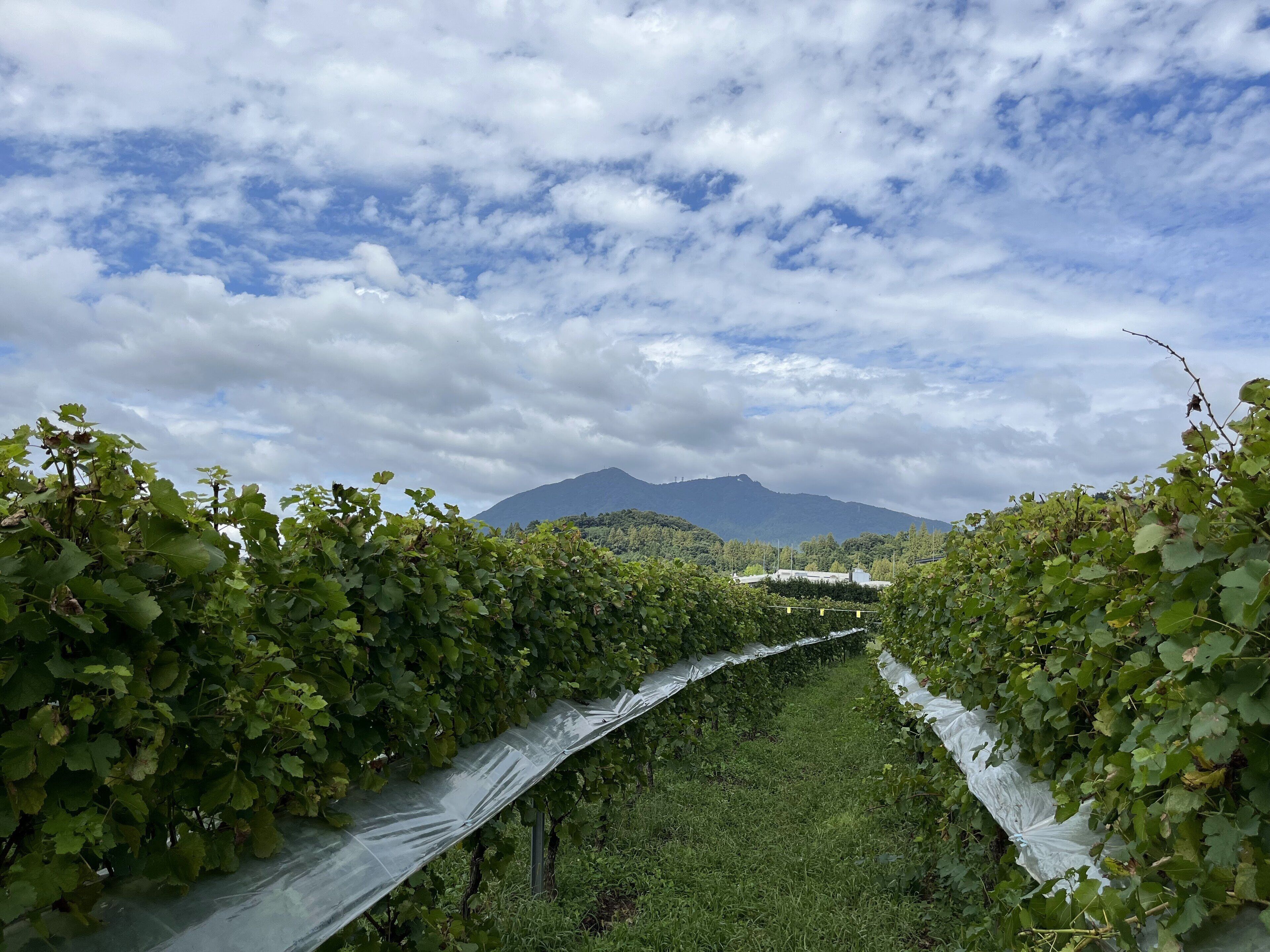 A vineyard with rows of grapevines, a mountain in the background, and a cloudy sky.