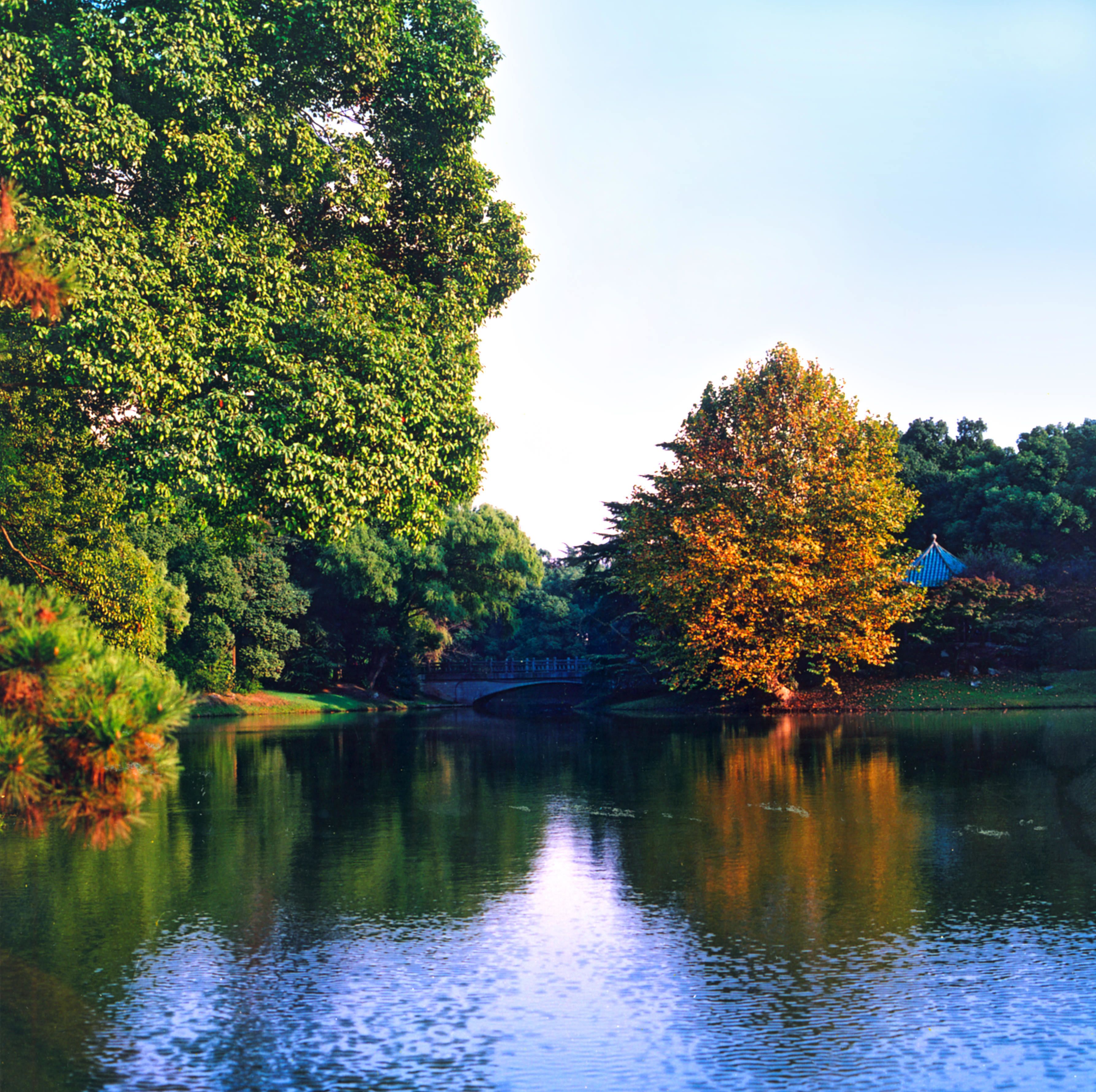 A calm lake with dense foliage on the banks, a small bridge, and a gazebo in the distance.