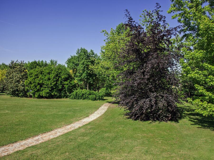 A well-maintained grassy area with a clear path, surrounded by various trees and shrubs.