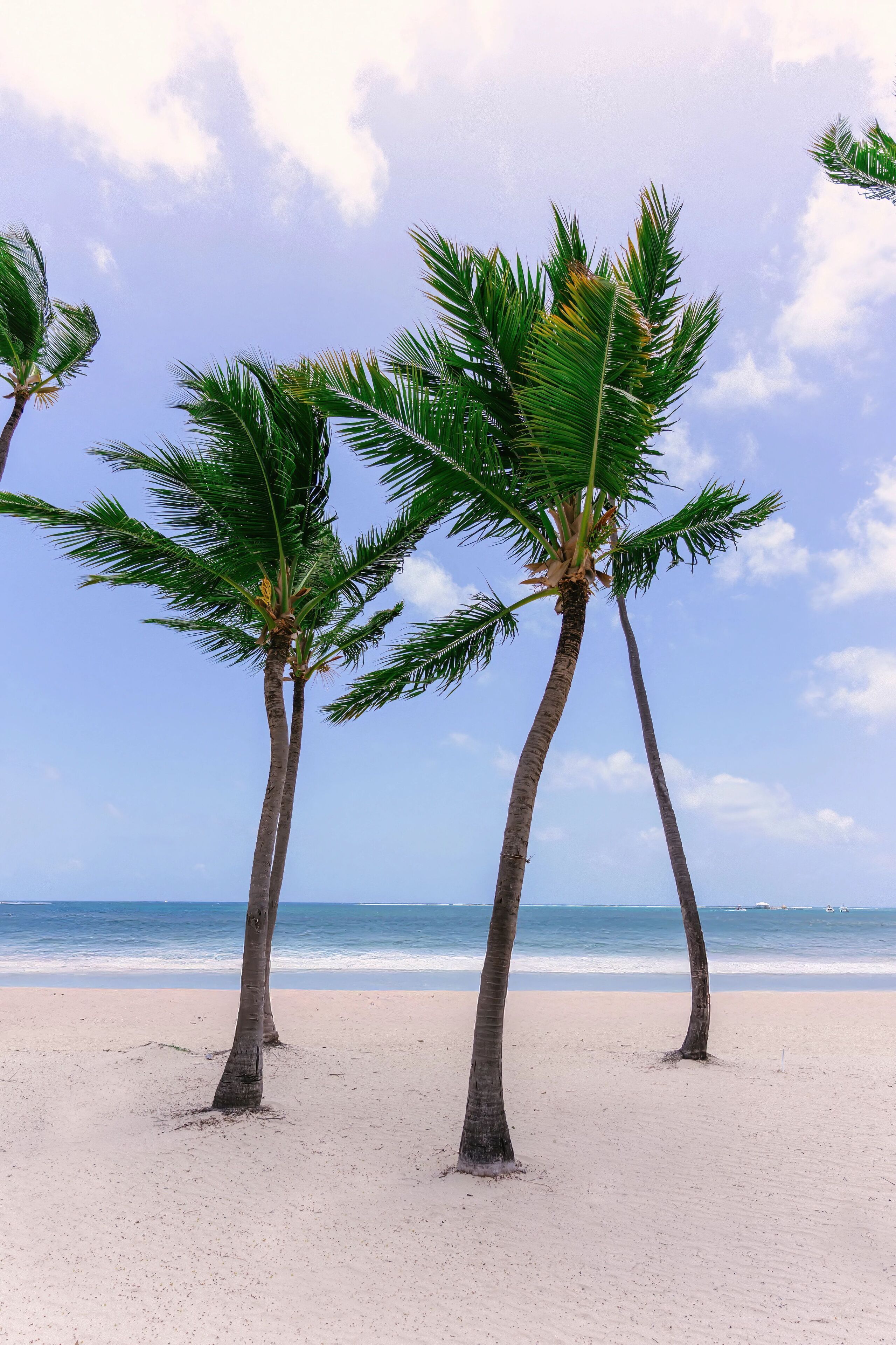 A beach with three palm trees and a clear sky.